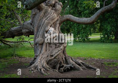 Indian Bean Tree, Catalpa bignonioides, Kew Gardens, Londra, Regno Unito Foto Stock