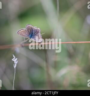 Female Common Blue Butterfly (Polyommatus icarus) nei Royal Botanic Gardens di Kew, Londra, Regno Unito Foto Stock