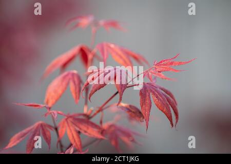 Nuova crescita primaverile su Acer palmatum Atropureum Foto Stock
