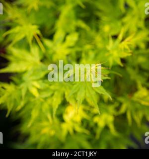 Acer Palmatum Going Green mostra foglie primaverili Foto Stock