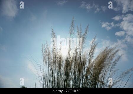 Il gioco di nascondere il sole attraverso il gap di fiori casful, Kashful, canna da zucchero selvaggia. Saccharum spontaneo. Kashful si trova di solito accanto al fiume Foto Stock