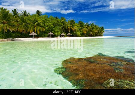 Splendido paradiso tropicale alle Maldive con palme da cocco appese sul mare bianco e turchese. La barriera corallina è visibile sott'acqua. Foto Stock