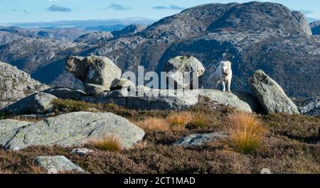 Escursioni con il cane Husky attraverso l'Europa Sentiero escursionistico vicino Stavanger Norvegia Foto Stock