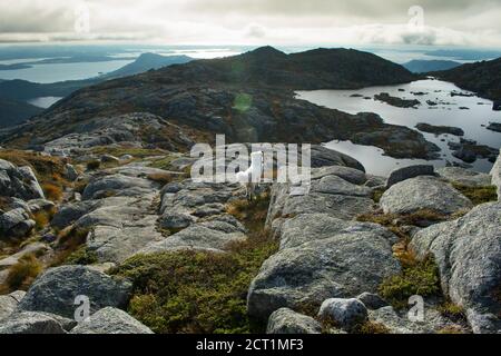 Escursioni con il cane Husky attraverso l'Europa Sentiero escursionistico vicino Stavanger Norvegia Foto Stock