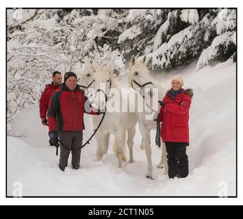 I cavalli Lipizzaner dell'Hotel Stanglwirt in Going am Wilder Kaiser, Austria. Foto Stock