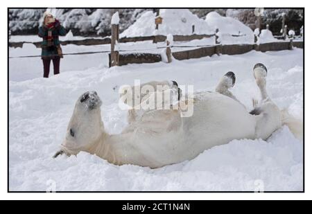 I cavalli Lipizzaner dell'Hotel Stanglwirt in Going am Wilder Kaiser, Austria. Foto Stock