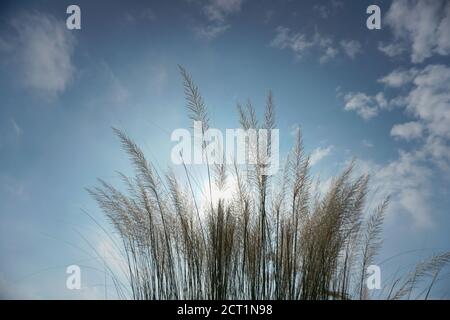 Il gioco di nascondere il sole attraverso il gap di fiori casful, Kashful, canna da zucchero selvaggia. Saccharum spontaneo. Kashful si trova di solito accanto al fiume Foto Stock