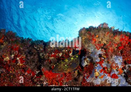 Gruppo crepuscolo (Epinephelus marginatus) in un'area coperta da una vita marina incrostante (Ses Salines Natural Park, Formentera, Mar Mediterraneo, Spagna) Foto Stock