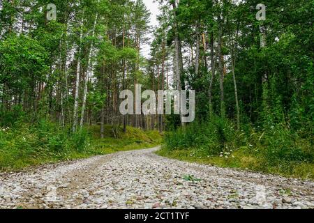 una strada rocciosa tortuosa in una foresta di pini e. altri alberi Foto Stock