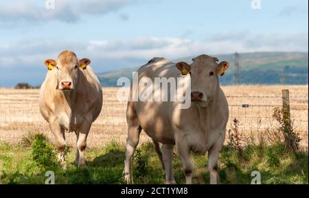 Portencross, Scozia, Regno Unito. 20 settembre 2020. UK Weather: Bestiame che prende ombra dal calore del sole. Credito: SKULLY/Alamy Live News Foto Stock