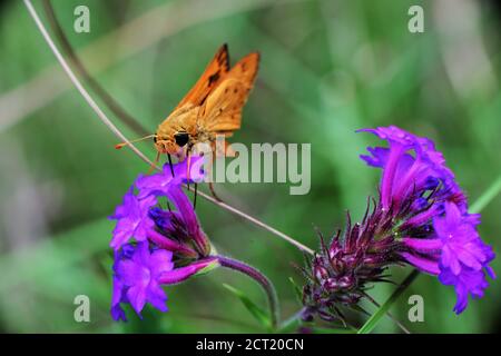 Una farfalla ardente skipper. Foto Stock