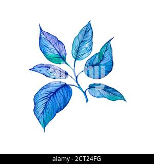 Illustrazione di acquerello disegnata a mano del ramo blu su sfondo bianco, elemento di disegno per bouquet di fiori, corona, anniversario, cartolina di compleanno, saluti, striscione, volantino, decorazione o invito. Foto Stock