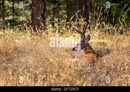 Un buck di cervo dalla coda nera riposa in un campo erboso rimane allerta per i predatori su Salt Spring Island, British Columbia, Canada. Foto Stock