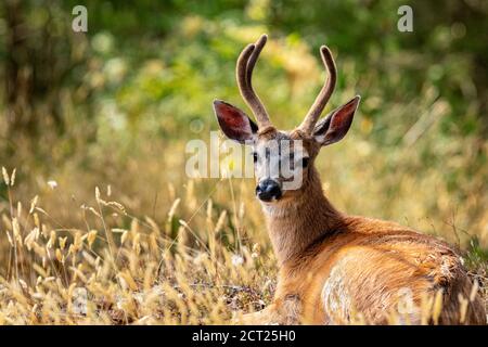 Un buck di cervo dalla coda nera riposa in un campo erboso rimane allerta per i predatori su Salt Spring Island, British Columbia, Canada. Foto Stock