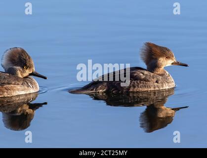 Primo piano confronto del colore dell'occhio tra un Merganser con cappuccio femmina davanti e un Male immaturo che segue, illuminato dal sole di fine giornata. Foto Stock