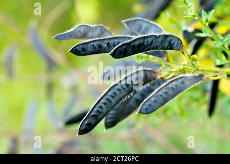 Scopa (cytisus scoparius), primo piano che mostra alcuni dei baccelli di semi neri maturi della pianta. Foto Stock