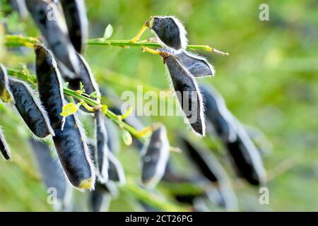 Scopa (cytisus scoparius), primo piano che mostra alcuni dei baccelli di semi neri maturi della pianta. Foto Stock