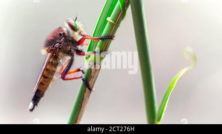 Asilidae macro fotografia, questo gigante diptera è chiamato un brobro mosca, terribile predatore con corpo lungo e grandi sfaccettati occhi, scena della natura Foto Stock