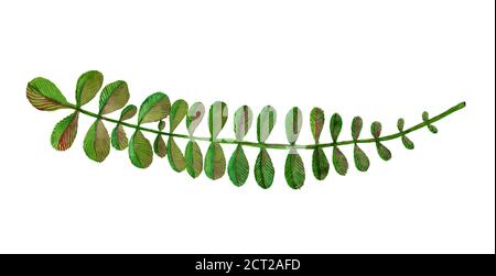 Illustrazione di acquerello disegnata a mano di erba verde su sfondo bianco, elemento di disegno per bouquet di fiori, corona, decorazione o invito. Foto Stock