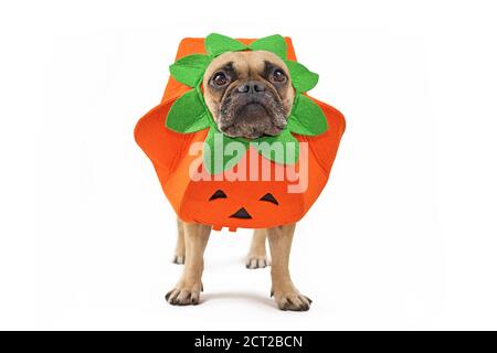 Bulldog francese vestito con divertente costume di Halloween di zucca isolato su sfondo bianco Foto Stock