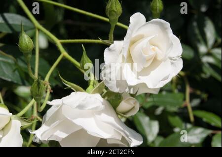 Rosa chinensis la Cina o rosa bengala Foto Stock