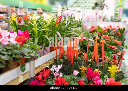 Ciclamino e Guzmania fioriscono in un vaso di fiori. Negozio di piante casalinghe, grande selezione di fiori Foto Stock