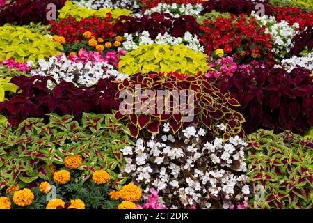 Coleo, marigolito, begonia nel design paesaggistico. Piante autunnali che decorano il giardino, sfondo Foto Stock