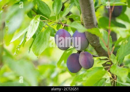 prugne mature che crescono sull'albero Foto Stock