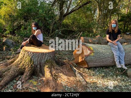 Denham, Buckinghamshire, Regno Unito. 20 Settembre 2020. Gli attivisti ambientali e i protettori degli alberi sono sconvolti per aver scoperto che gli appaltatori HS2 hanno bonificato una vasta area di boschi nel Denham Country Park, tra cui l'abbattimento di querce mature. L'area di liquidazione secondo i membri del campo di protezione di Denham, è presumibilmente al di fuori dell'area mappata su cui HS2 ha giurisdizione per i lavori di costruzione del collegamento ferroviario ad alta velocità. Credit: Maureen McLean/Alamy Live News Foto Stock