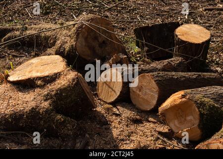 Denham, Buckinghamshire, Regno Unito. 20 Settembre 2020. Gli attivisti ambientali e i protettori degli alberi sono sconvolti per aver scoperto che gli appaltatori HS2 hanno bonificato una vasta area di boschi nel Denham Country Park, tra cui l'abbattimento di querce mature. L'area di liquidazione secondo i membri del campo di protezione di Denham, è presumibilmente al di fuori dell'area mappata su cui HS2 ha giurisdizione per i lavori di costruzione del collegamento ferroviario ad alta velocità. Credit: Maureen McLean/Alamy Live News Foto Stock