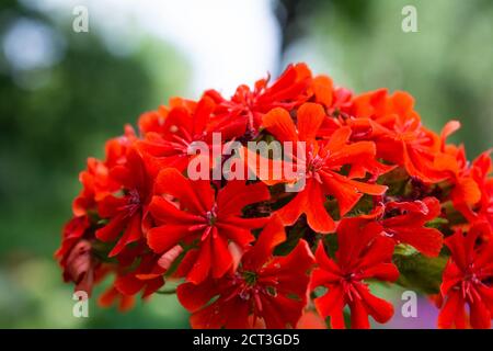 Fiori scarlatto di geranio rosso giardino. Geranio rosso fiorito nel giardino estivo Foto Stock
