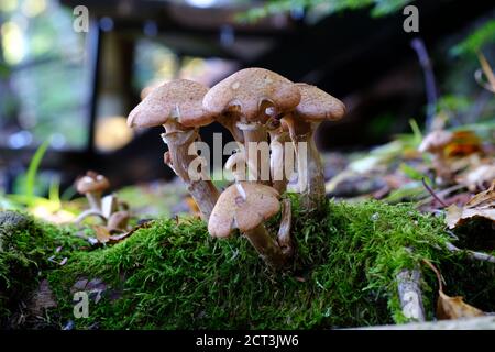 Piccolo grumo di fungo di testa marrone (Armillaria lutea?) cercando vecchio e rotto su un log mussoso. Val-des-Monts, Quebec, Canada. Foto Stock