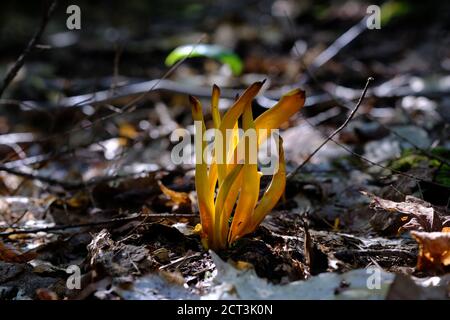 Golden Spindles fungo (Clavulinopsis fusiformis) che cresce in una foresta del Quebec, Val-des-Monts, Canada. Foto Stock