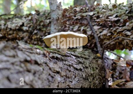 Grande fungo bianco di ostriche (Pleurotus ostreatus) su un albero recentemente caduto in una foresta di Quebec, Val-des-Monts, Canada. Foto Stock