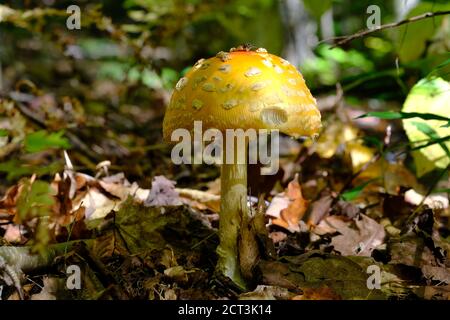 Una mosca agarica americana piuttosto vecchia e gustosa (variante gialla, Amanita muscaria var. Guessowii) in una foresta del Quebec, Val-des-Monts, Canada. Foto Stock