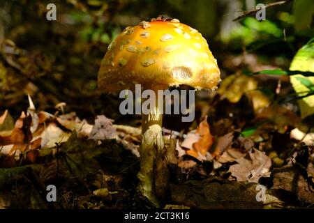 Una mosca agarica americana piuttosto vecchia e gustosa (variante gialla, Amanita muscaria var. Guessowii) in una foresta del Quebec, Val-des-Monts, Canada. Foto Stock