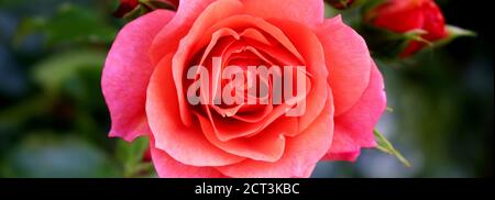 Macro Red Rose con sfondo scuro Foto Stock