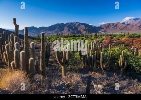 Paesaggio delle Ande con Cactus nella valle Cachi, Valli Calchaqui, Provincia di Salta, Argentina del Nord, Sud America Foto Stock