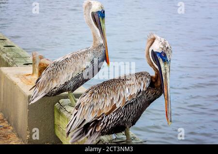 I compagni pelicani bruni senior si trovano su un molo insieme a Palafox Pier, 18 settembre 2020, a Pensacola, Florida. I pellicani vivono in media 15-25 anni. Foto Stock