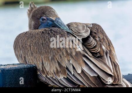 Un giovane pelicano bruno su una ringhiera a Palafox Pier, 18 settembre 2020, a Pensacola, Florida. I pellicani vivono in media 15-25 anni in natura. Foto Stock