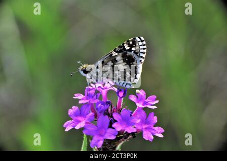 Farfalla bianca a scacchi Skipper. Foto Stock