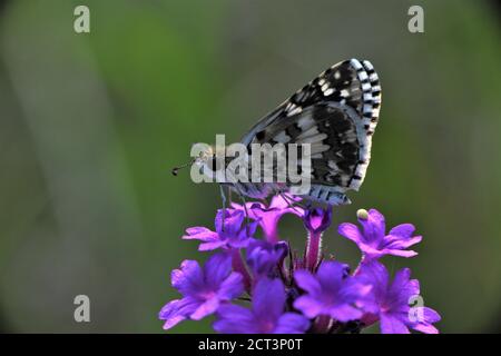 Farfalla bianca a scacchi Skipper. Foto Stock