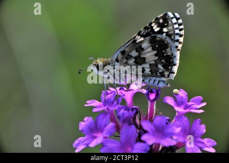 Farfalla bianca a scacchi Skipper. Foto Stock