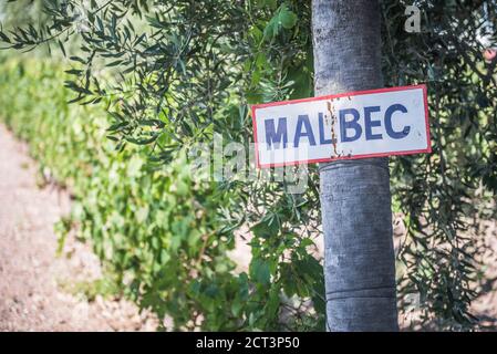 Malbec firma presso un vigneto Bodega (cantina) nella regione vinicola Maipu di Mendoza, provincia di Mendoza, Argentina, Sud America Foto Stock