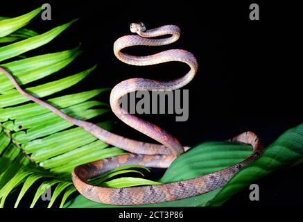 Ring Signore di Sarawak Foto Stock