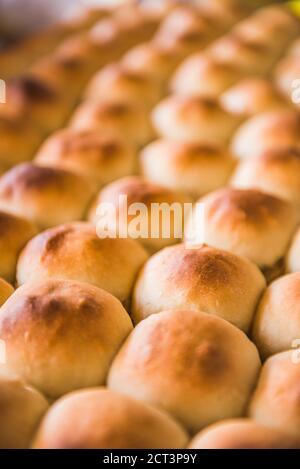 Modello di panini rotondi appena sfornati in una panetteria, Mendoza, provincia di Mendoza, Argentina, Sud America, sfondo con spazio per la copia Foto Stock