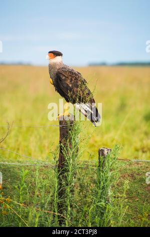 Caracara settentrionale (Caracara Cheriway), zone umide di Ibera, una zona paludosa della provincia di Corrientes, Argentina, Sud America Foto Stock