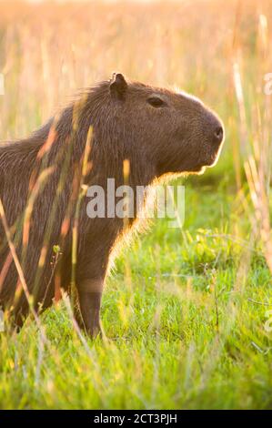 Capybara (Hydrochoerus hydrochaeris), zone umide di Ibera (alias Ibera Marshes), una zona paludosa della provincia di Corrientes, Argentina, Sud America Foto Stock