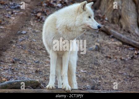 Lupo grigio artico mammifero terrestre selvaggio . Famiglia Canid Foto Stock