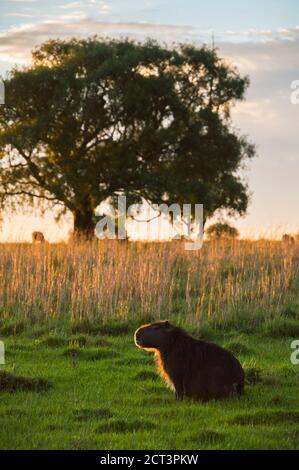 Capybara (Hydrochoerus hydrochaeris) a Estancia San Juan de Poriahu, Ibera Wetlands, Corrientes Provincia, Argentina, Sud America Foto Stock